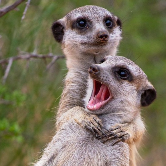 Meet your Posher, Susie - Picture 1 of 1